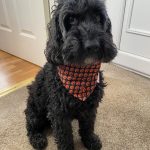 Um de nossos clientes patas usando sua nova bandana de cachorro