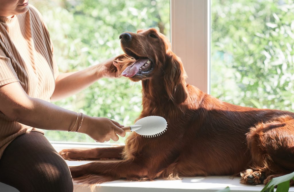Woman brushing big long haired dog by window lit by sunlight