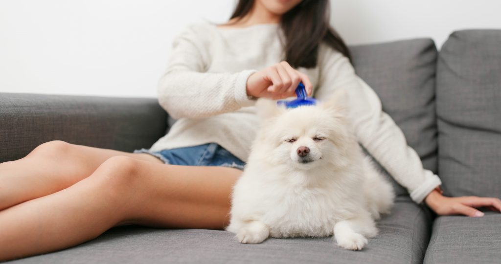 Woman brushing her dog at home