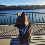 Um de nossos clientes patas usando sua nova bandana de cachorro