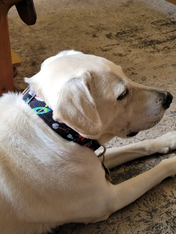 Um de nossos clientes usando sua nova coleira de cachorro