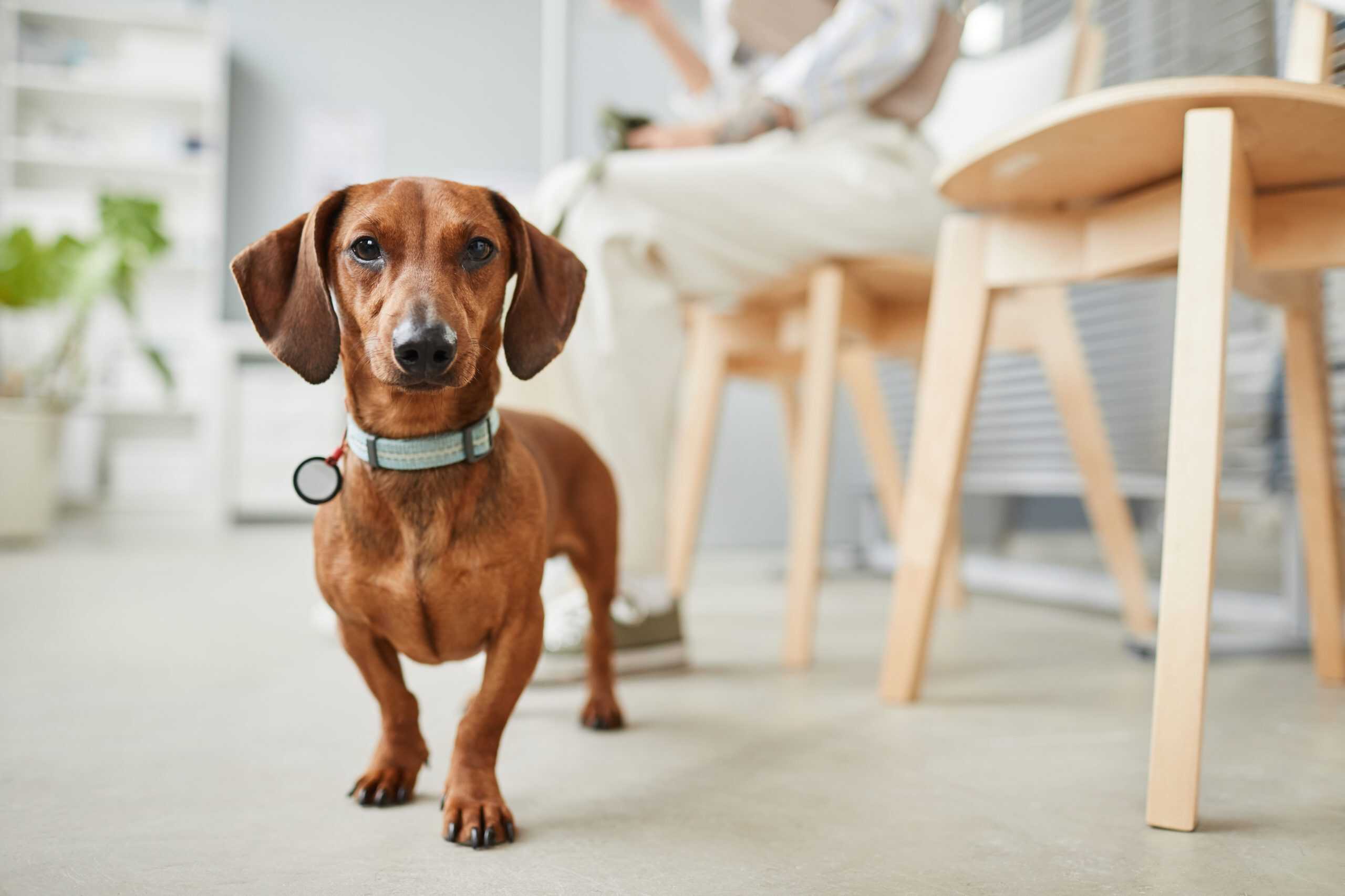 What To Know Before Adopting A Dachshund Dress Up Your Pup