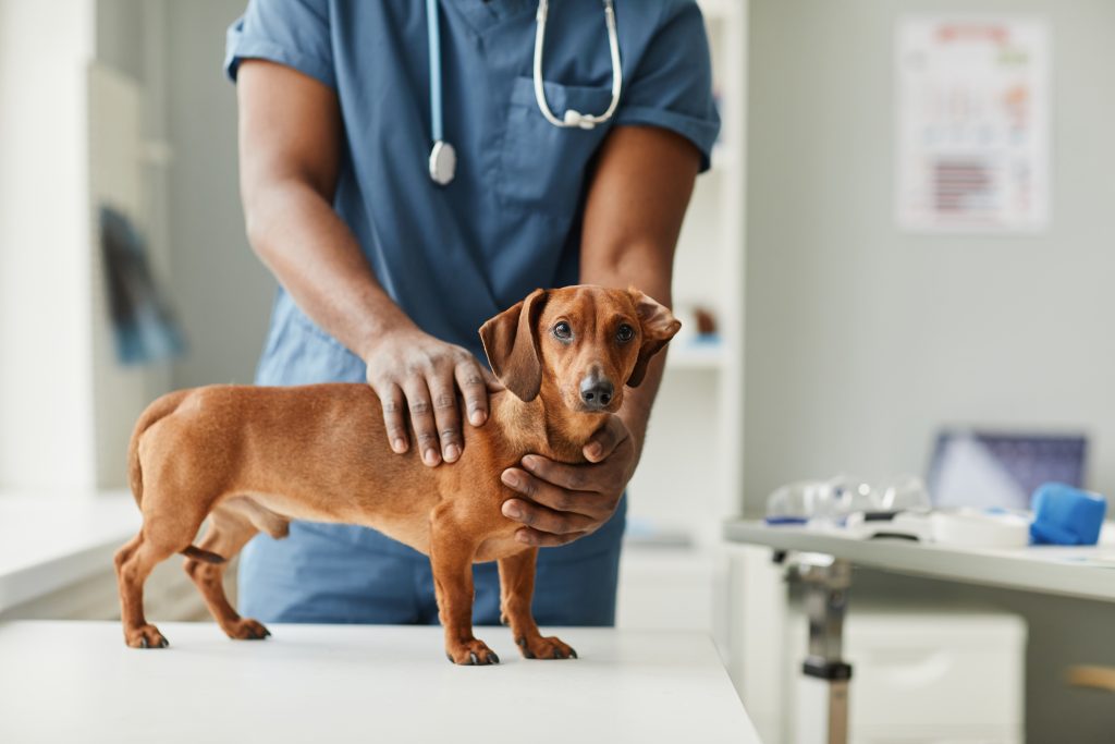 Mãos de um veterinário afro-americano tocando um dachshund de raça pura e doente, de cor marrom, em pé na mesa médica