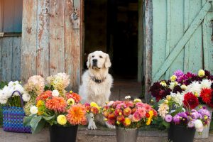 Labrador Retriever sits on the steps in the village