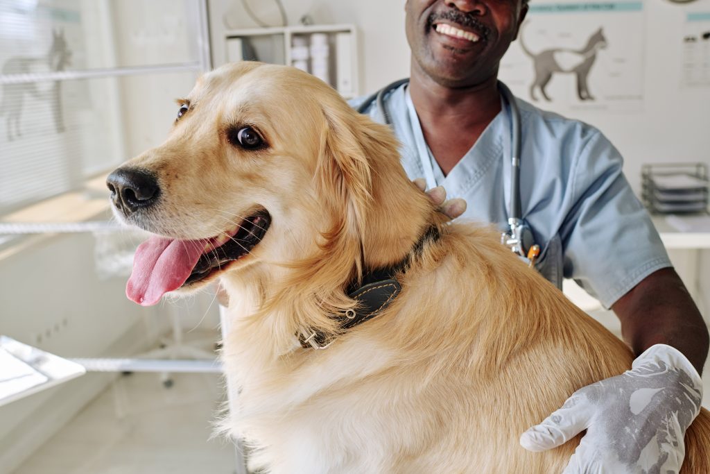 Médico veterinario que se preocupa por el perro perdiguero