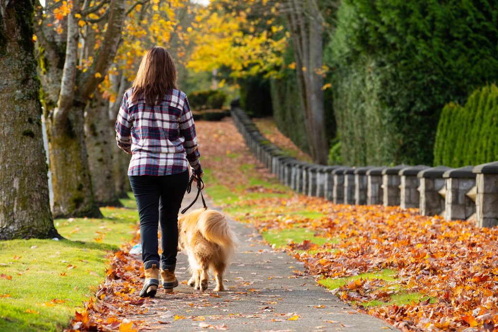 Woman walking golden retriever dog