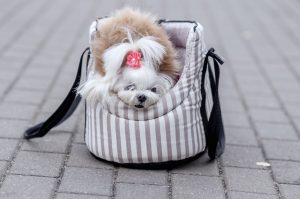 Weißer Hund Malteser in warmer Kleidung im Winter in einer Tragetasche