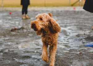 Goldendoodle