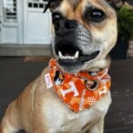 Um de nossos clientes patas usando sua nova bandana de cachorro