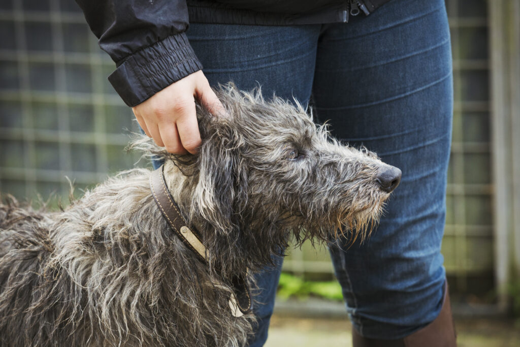 Scottish Deerhound standing next to a rider.