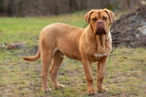 Bordeauxdog