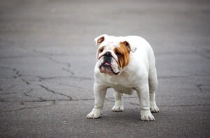 Bulldog inglês passeando