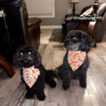 Beautiful dogs wearing our bandanas