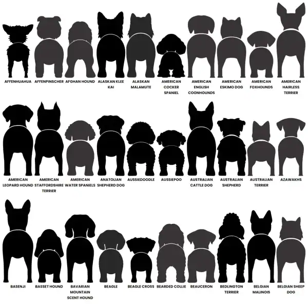 Dog Butt Leash Holder - Image 3