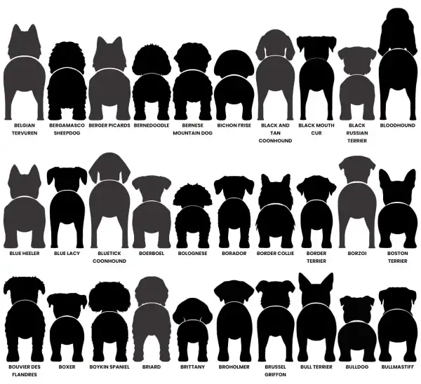 Dog Butt Leash Holder - Image 4