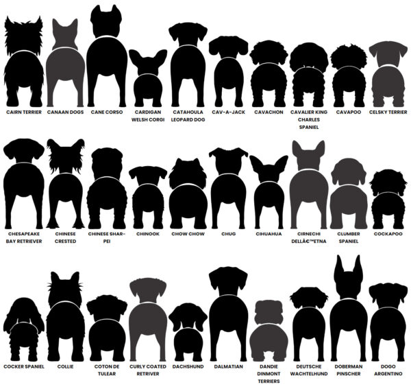 Dog Butt Leash Holder – Image 5