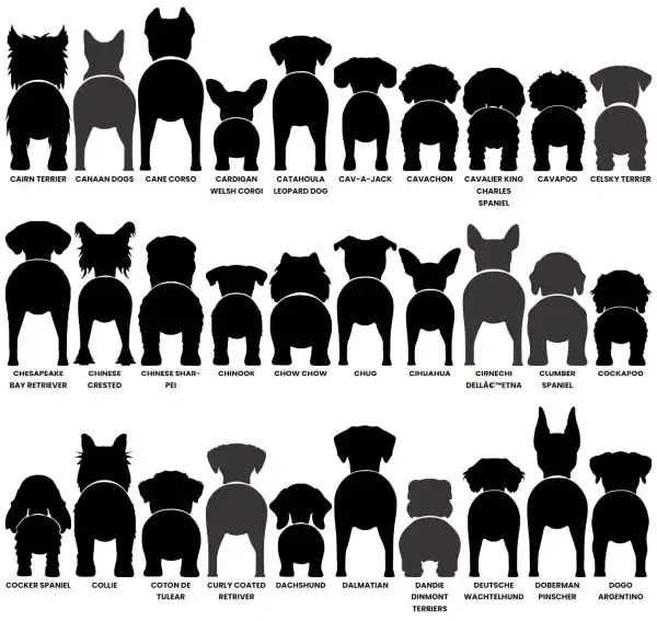 Dog Butt Leash Holder - Image 5