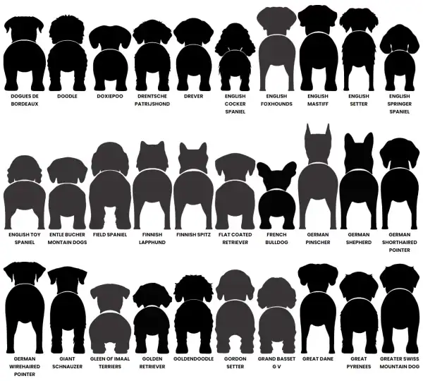 Dog Butt Leash Holder - Image 6