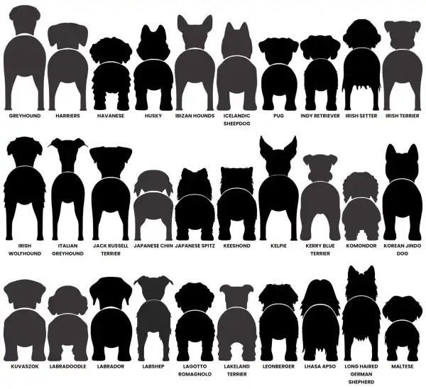Dog Butt Leash Holder - Image 7