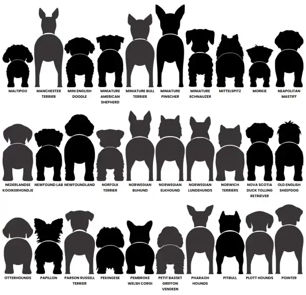 Dog Butt Leash Holder - Image 8