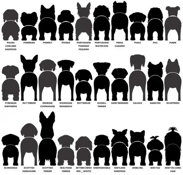 Dog Butt Leash Holder - Image 9