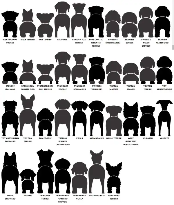 Dog Butt Leash Holder - Image 10