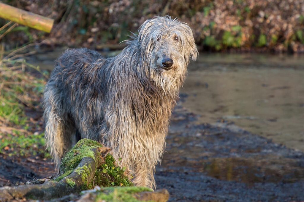 Deerhound escocês no pôr do sol