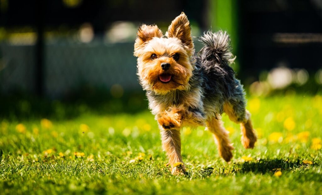 Funny Yorkshire Terrier dog running towards camera in the grass full of dandelions in backyard.