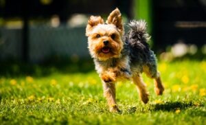 Funny Yorkshire Terrier dog running towards camera in the grass full of dandelions in backyard.