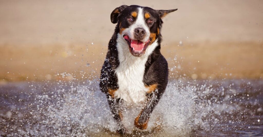 Grote Zwitserse Sennenhond