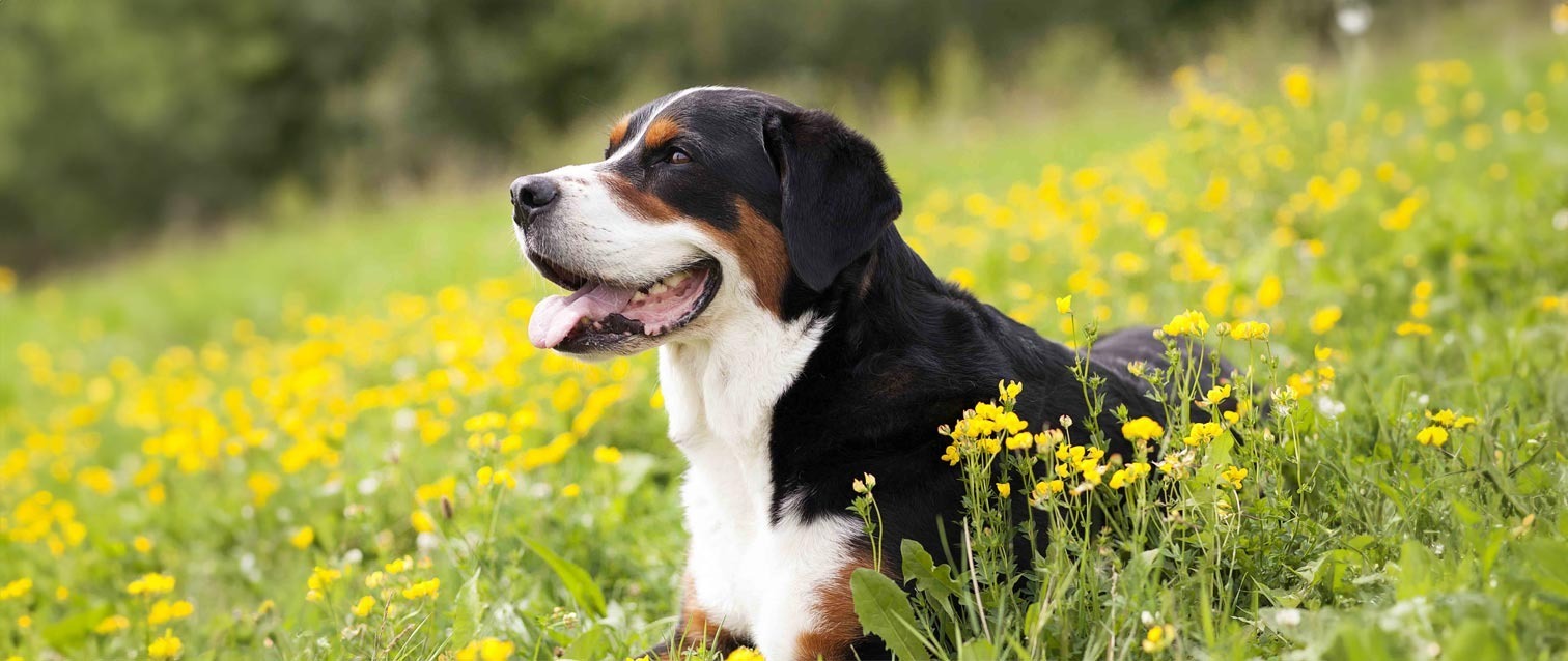 Grande Cão de Montanha Suíço