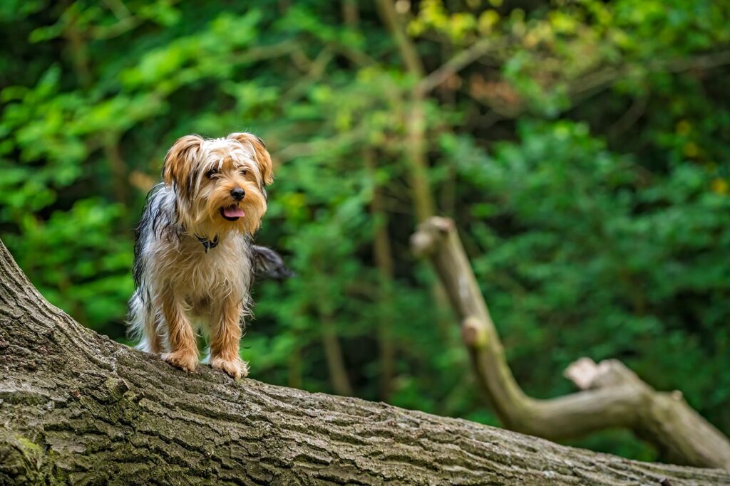 A selective focus shot of a cute yorkshire terrier on a tree trun