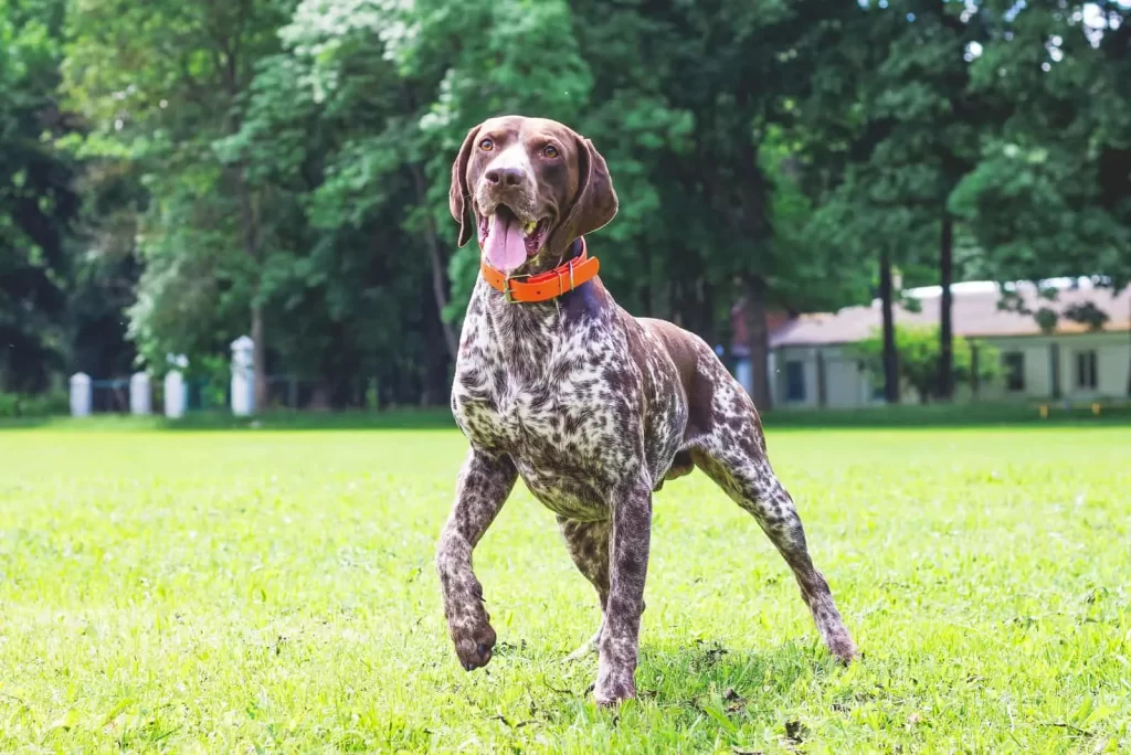 German Shorthaired Pointer Training