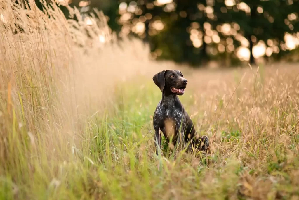 Health Issues in German Shorthaired Pointers