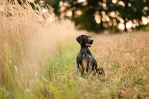 Health Issues in German Shorthaired Pointers