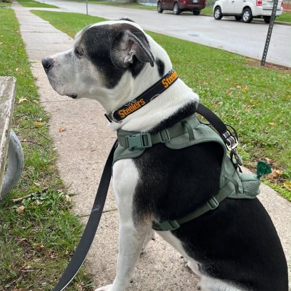 Cash wearing a Steelers collar