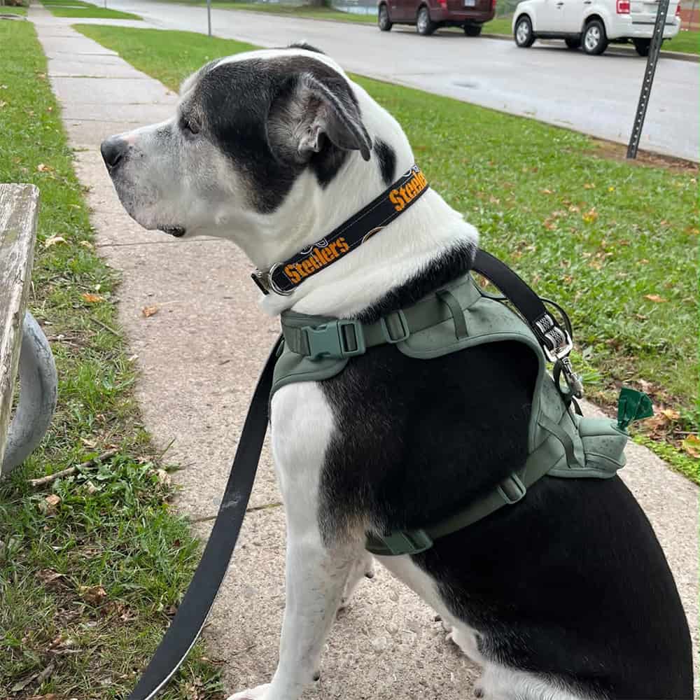 Cash wearing a Steelers collar