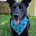 squirrel-patrol-dog-bandana