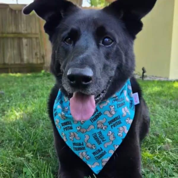 Squirrel Patrol Dog Bandana – Image 3