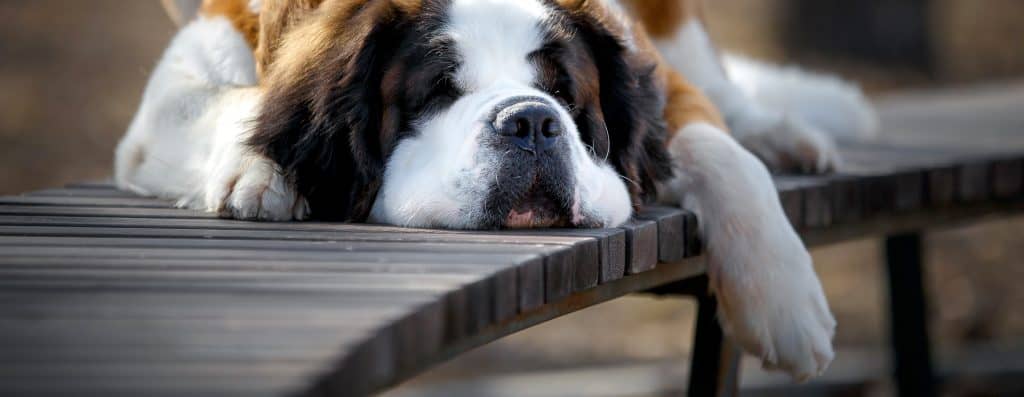 portrait of adult saint bernard purebred dog outdoors