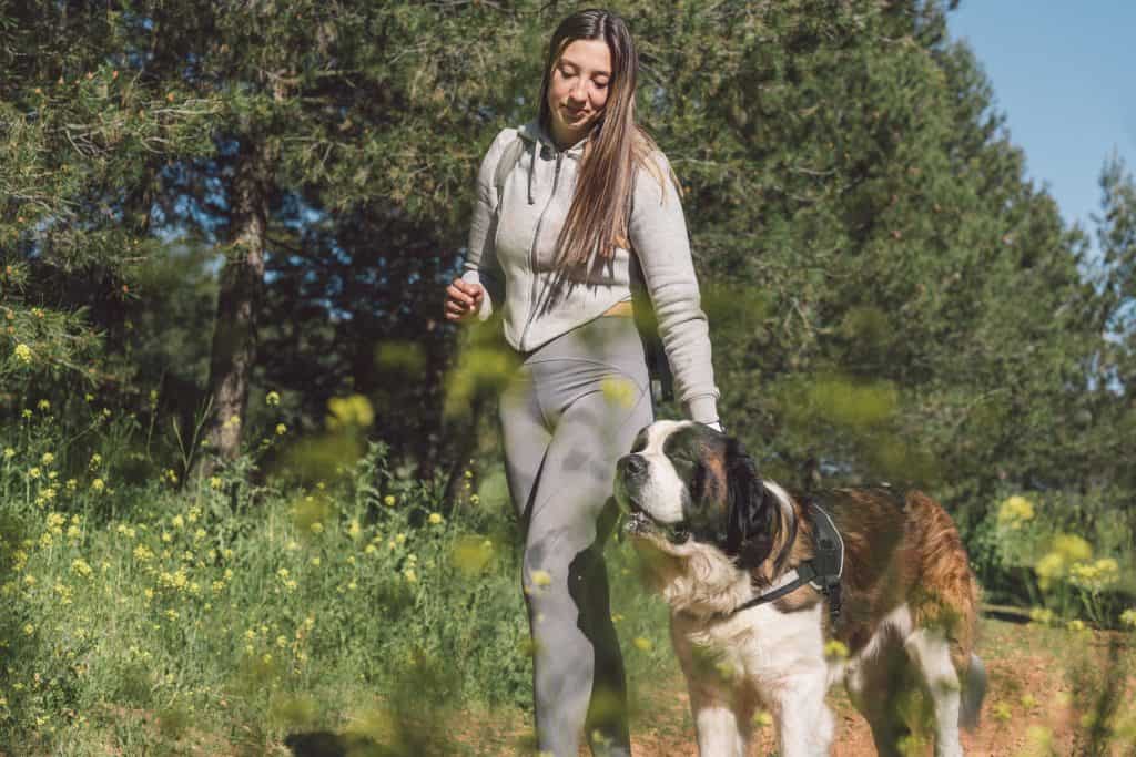 Happy woman walks her saint bernard dog among blooming wildflowers