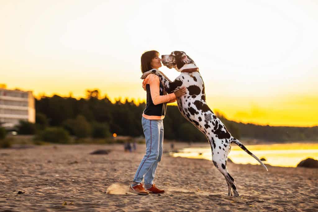 Cheerful sporty woman jogging with dog and active great Dane dog on sand shore along water in sunlight