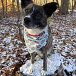 One of our pawsome customers wearing their new cat bandana