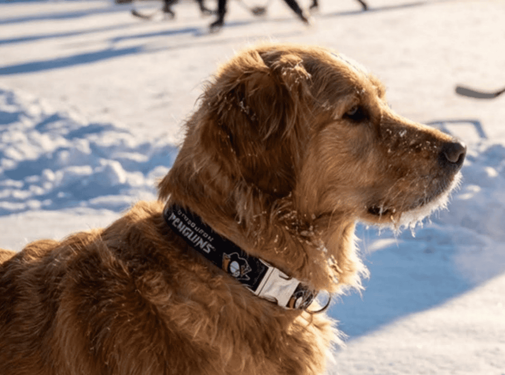 Shop Collars
